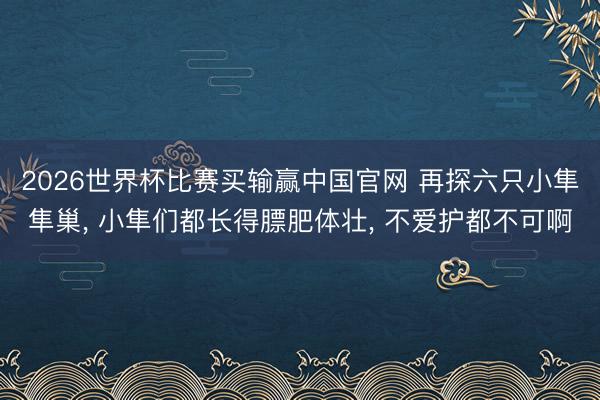 2026世界杯比赛买输赢中国官网 再探六只小隼隼巢, 小隼们都长得膘肥体壮, 不爱护都不可啊